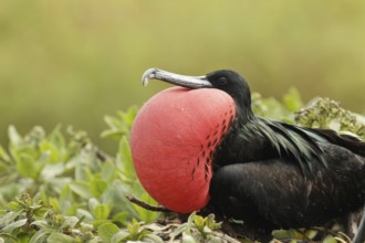 Great Frigatebird (Fregata minor) male, Hawaii, USA