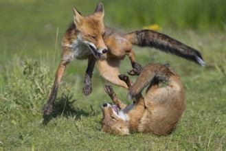 Red Fox (Vulpes vulpes) two young fighting and playing in grassland, Netherlands