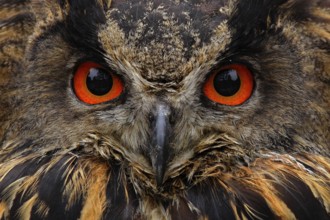 Detail face portrait of bird, big orange eyes and bill, Eagle Owl, Bubo bubo, rare wild animal in