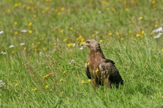 Lesser Spotted Eagle (Clanga pomarina), Mecklenburg-Western Pomerania, Germany