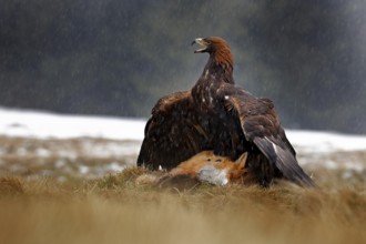 Golden Eagle feeding on killed Red Fox in the forest during rain and snowfall. Bird behaviour in