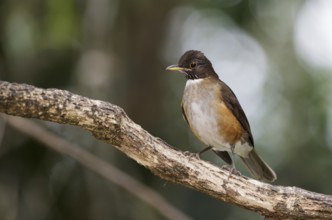 White-necked Thrush (Turdus albicollis), Sao Paulo, Braszil