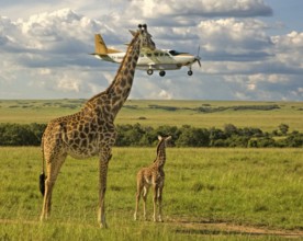 Masai Giraffe (Giraffa camelopardalis tippelskirchi) adult and young watching low-flying plane,