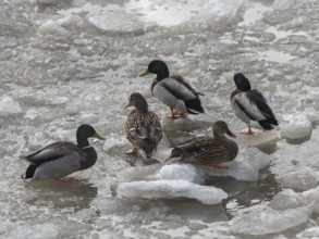 Mallard (Anas platyrhynchos) group on ice, Hamburg, Germany