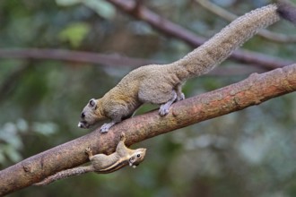 Himalaya-Streifenhörnchen (Tamiops mcclellandii) mit Graubauchhörnchen (Callosciurus caniceps)