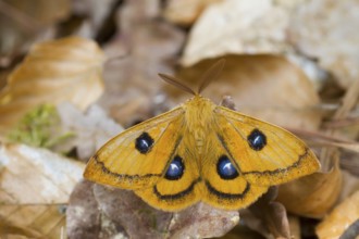 Aglia tau - Tau Empereor - Nagelfleck, Germany (Rheinland-Pfalz), imago