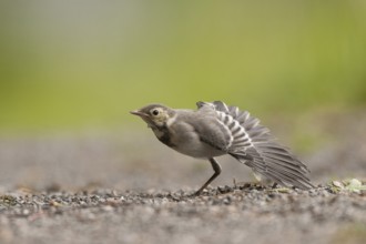 White Wagtail (Motacilla alba) juvenile, St. Gallen, Switzerland