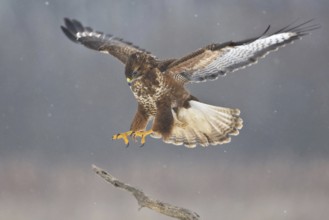 Common Buzzard (Buteo buteo), Saxony, Germany