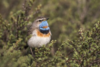 Bluethroat - Blaukehlchen - Cyanecula svecica ssp. saturatior, Kyrgyzstan, adult male