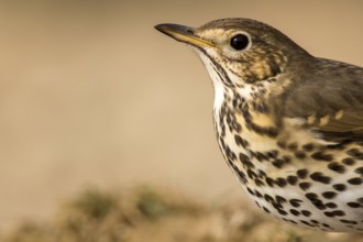 Song Thrush (Turdus philomelos), Aragon, Spain