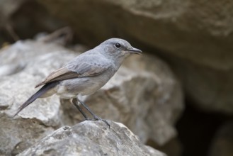 Blackstart - Schwarzschwanz - Cercomela melanura ssp. neumanni, Oman