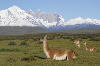Guanaco (Lama guanicoe) herd on mountain plateau grassland in front of snowy mountains, Andes,
