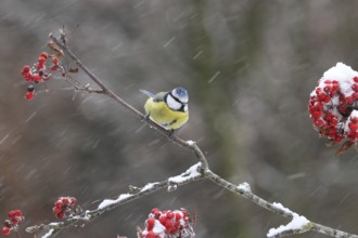 Eurasian Blue Tit (Cyanistes caeruleus), Lower Saxony, Germany