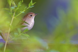 Common Nightingale (Luscinia megarhynchos), Baden-Wuerttemberg, Germany