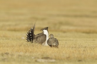 Sage Grouse (Centrocercus urophasianus), California, USA