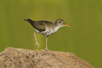 Spotted Sandpiper (Actitis macularius), Utah, USA