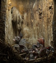 Eurasian Wryneck (Jynx torquilla) feeding chicks in nesting box, Saxony, Germany
