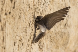 Sand Martin (Riparia riparia) building nest hole, North Rhine-Westphalia, Germany