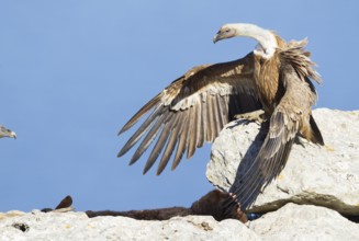 Griffon Vulture (Gyps fulvus), Mallorca, Spain