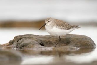Curlew Sandpiper (Calidris ferruginea), Western Australia, Australia