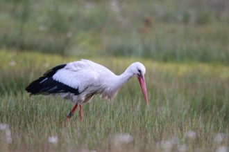 White Stork (Ciconia ciconia) male foraging, North Rhine-Westphalia, Germany
