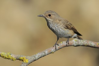 Spotted Flycatcher (Muscicapa striata) perched on lichen branch, Andalusia, Spain