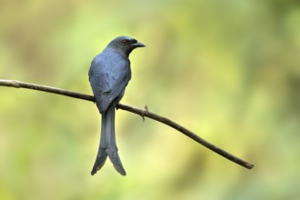Ashy Drongo (Dicrurus leucophaeus), Yunnan, China