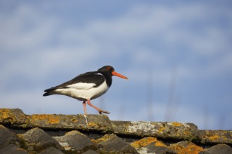 Eurasian Oystercatcher (Haematopus ostralegus) walking on the ridge of a roof, Netherlands