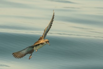Yelkouan Shearwater (Puffinus yelkouan) flying, Tuscany, Italy