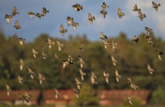 Common Starling (Sturnus vulgaris) flock flying, Brandenburg, Germany