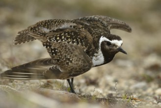 American Golden Plover (Pluvialis dominica), Manitoba, Canada