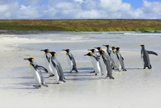 Group of king penguins coming back together from sea to beach with wave a blue sky, Volunteer