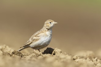 Greater Short-toed Lark (Calandrella brachydactyla), Podhum, Croatia