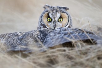 Long-eared Owl (Asio flammeus), British Columbia, Canada