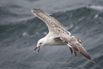 Great Black-backed Gull (Larus marinus) juvenile flying, North Sea, Germany