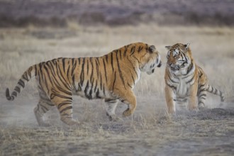 Bengal Tiger (Panthera tigris) two females fighting, captive, Philippolis, South Africa
