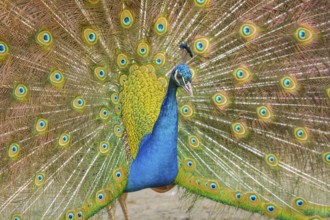 Indian Peafowl (Pavo cristatus), male at courtship display, Castilla Leon, Spain