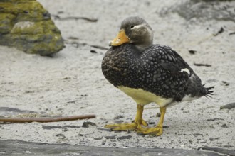 Flying Steamer Duck (Tachyeres patachonicus), Falkland Islands