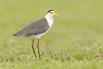 Masked Lapwing (Vanellus miles) juvenile, Queensland, Australia