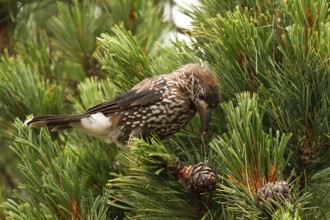 Spotted Nutcracker (Nucifraga caryocatactes) perched in a Swiss pine (Pinus cembra) tree, Bavaria,
