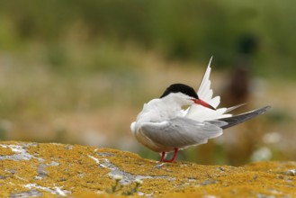 Common Tern (Sterna hirundo) preening, Farne Islands, United Kingdom