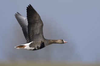 Greater White-fronted Goose (Anser albifrons) flying, North Rhine-Westphalia, Germany