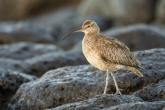 Whimbrel (Numenius phaeopus), Fuerteventura, Spain