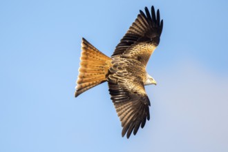 Red Kite (Milvus milvus) flying, Castile and Leon, Spain