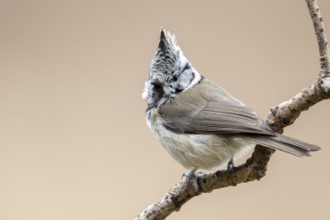 European Crested Tit (Lophophanes cristatus) perched on a branch, Bialowieza National Park, Poland