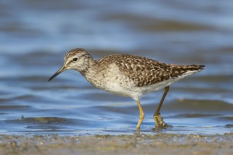 Wood Sandpiper (Tringa glareola) foraging, Lesvos, Greece