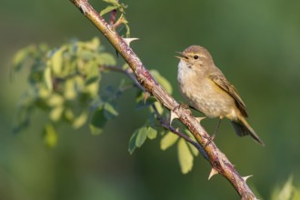 Common Chiffchaff (Phylloscopus collybita) singing from a thorny branch, Poland