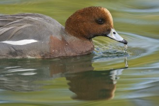 Eurasian Wigeon (Mareca penelope) male, Arizona, USA