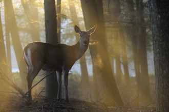 Red Deer (Cervus elaphus) female in morning fog, North Rhine-Westphalia, Germany