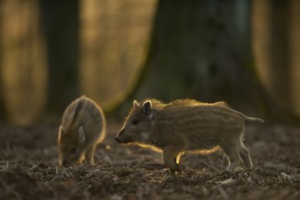 Unter dicken Bäumen... Wildschweinfrischlinge *Sus scrofa*, Frischlinge bei der Nahrungssuche